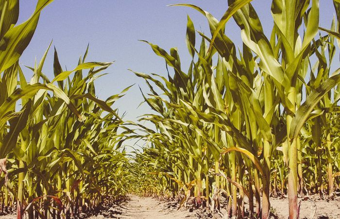 Innovation and Inclusive Industrialisation in Agro-processing